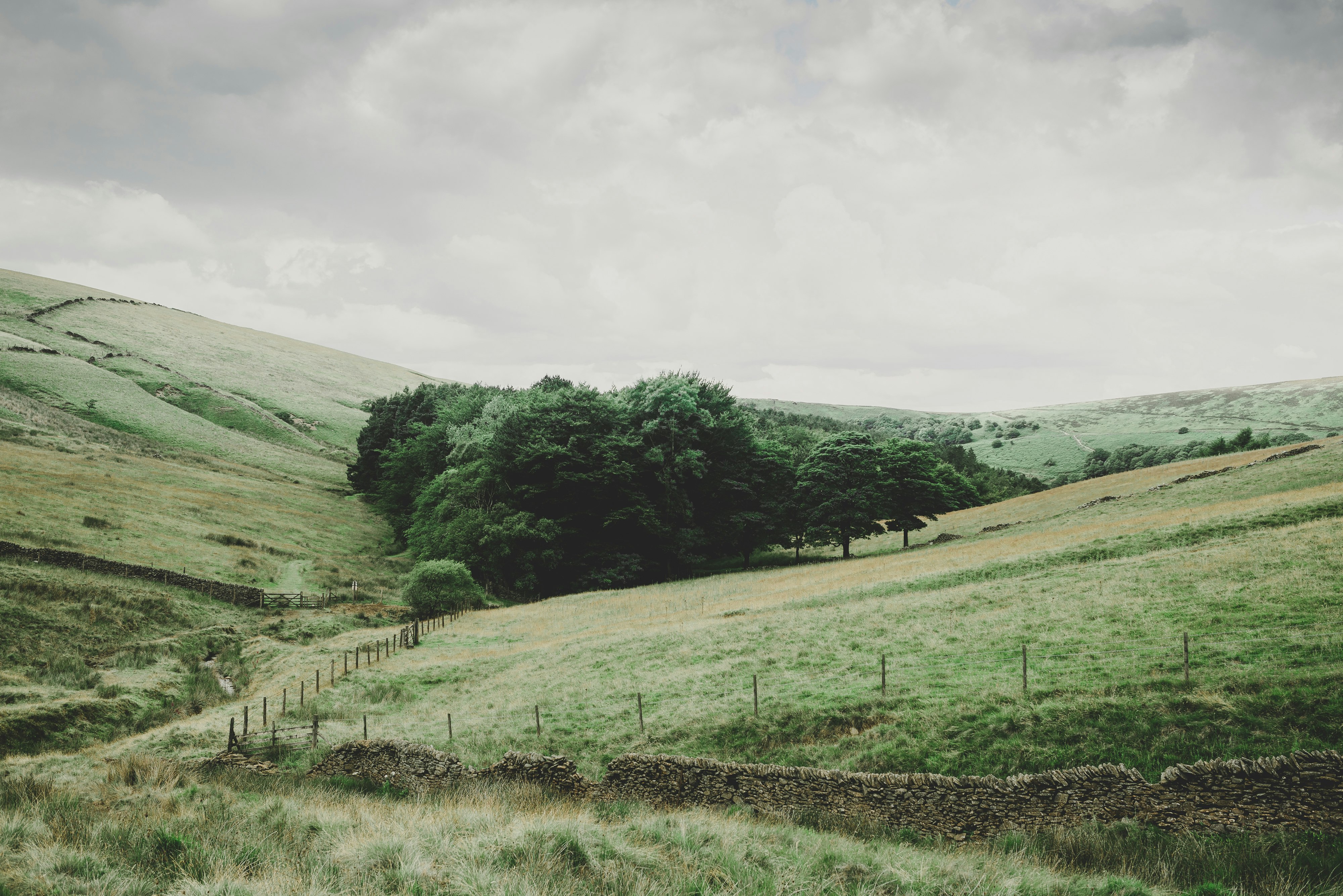 tree on hill